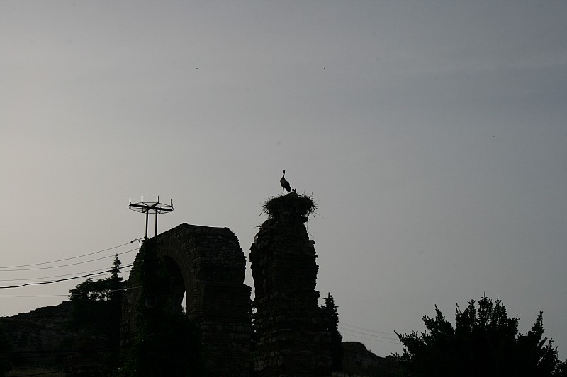 Le cicogne di Selcuk
