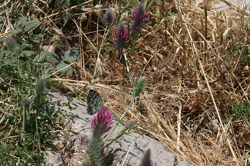 di Cassandra, di Enea e della bella Elena. 